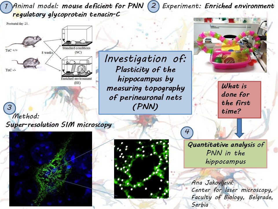 Workflow poster showing animal model, enriched environment experiment, super-resolution microscopy, and quantitative analysis.