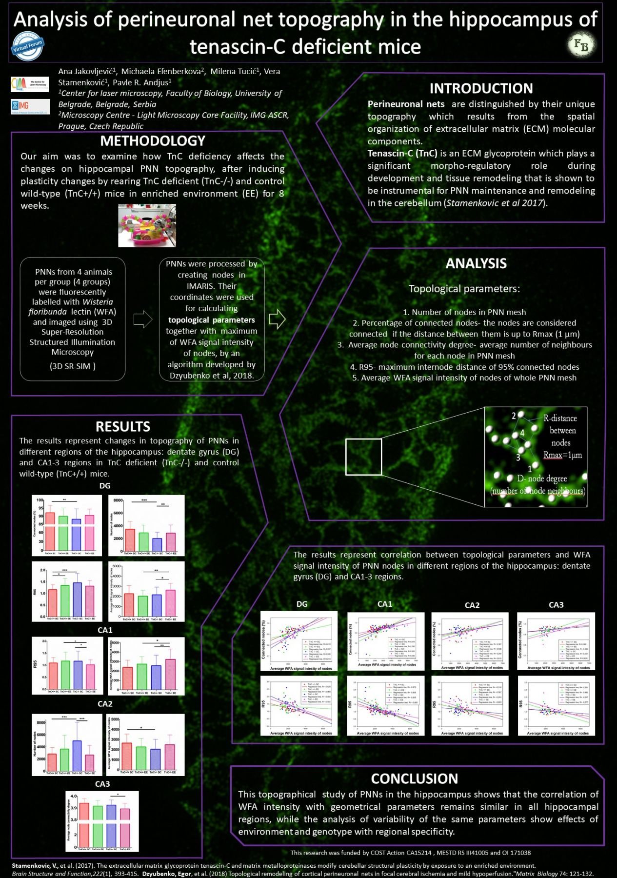 Dark scientific poster showing methodology, analysis, and results for perineuronal net topography in the hippocampus.