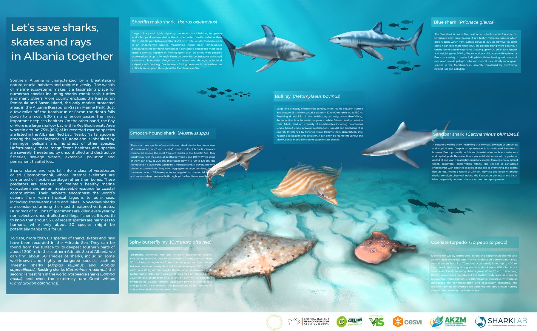 Large illustrated poster about sharks, skates, and rays in Albania with species descriptions.