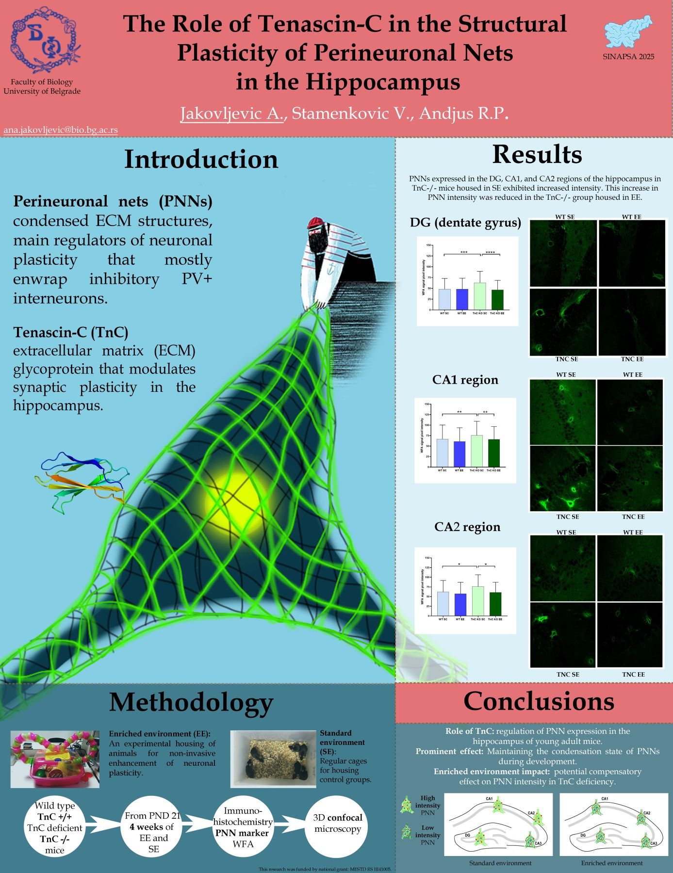 SINAPSA poster about Tenascin-C, perineuronal nets, methodology, results, and conclusions.
