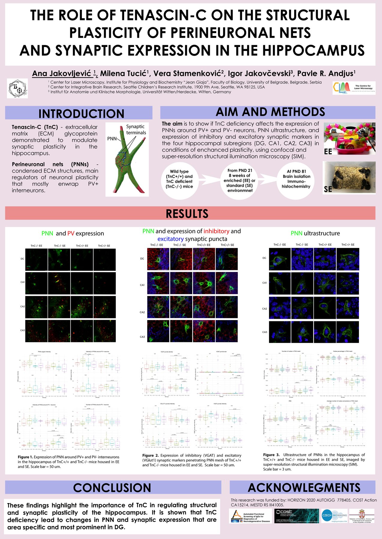 Scientific poster about the role of Tenascin-C on perineuronal nets and synaptic expression in the hippocampus.